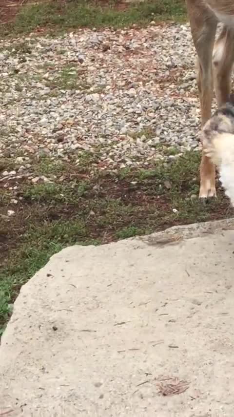 Breaking News - Extremely friendly deer lovingly gives kitty a bath