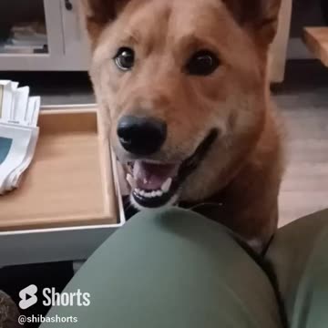 he uses all the weapons to get a bite