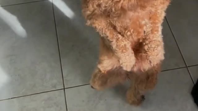 Dancing dog#superfunnycutedog