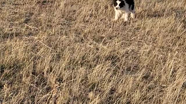 Slick and Miss Timmy training fail