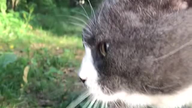 Cats talk strangely in the garden