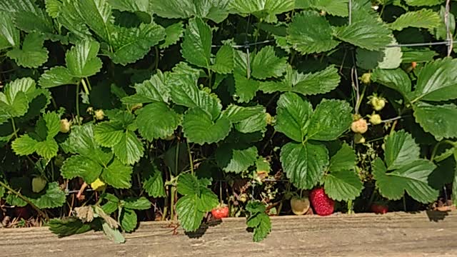 Strawberry Plants