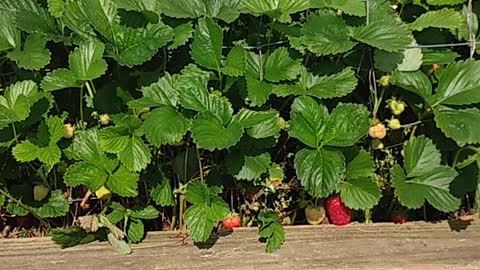 Strawberry Plants