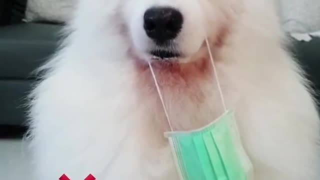 Dog teaches how to wear nose mask