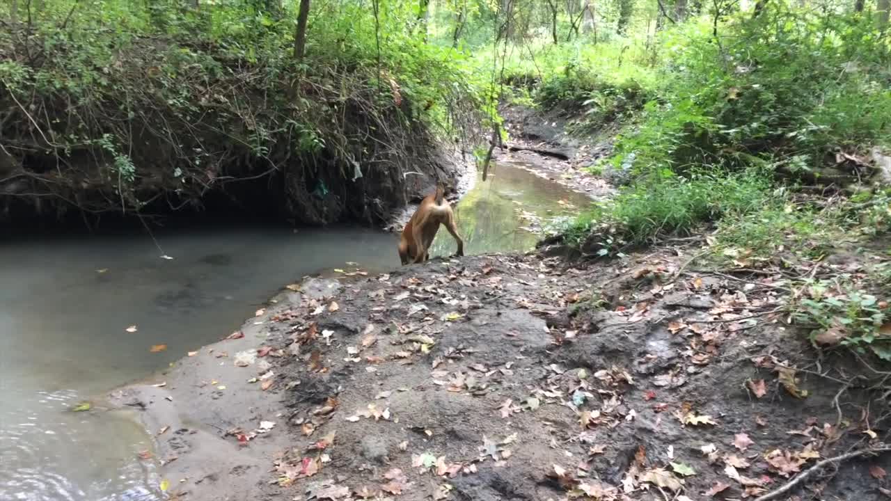 Harley the 6-month old Boxer Puppy