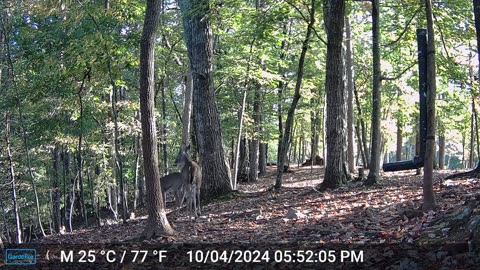 The Woods – 10/04/2024