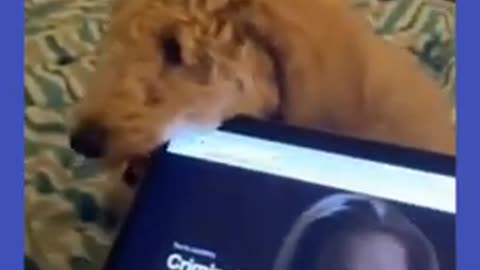 Watch the pets and their beauty 😍 😘