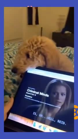 Watch the pets and their beauty 😍 😘