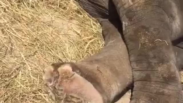 Most Funny Pet - Cutest baby elephant Videos | Cute moment of the animals