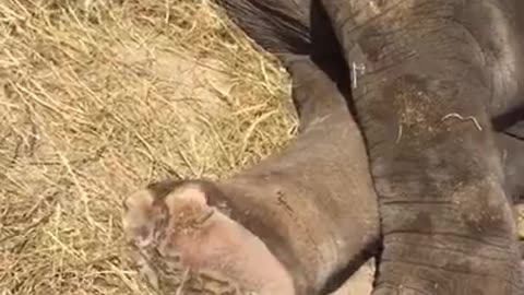 Most Funny Pet - Cutest baby elephant Videos | Cute moment of the animals