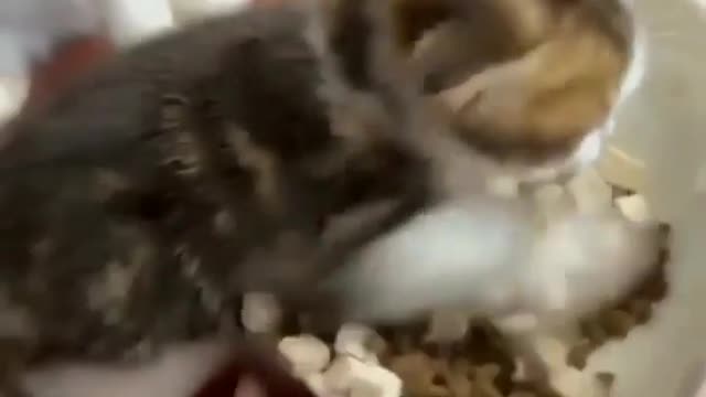 Funny cats video