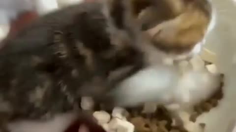 Funny cats video
