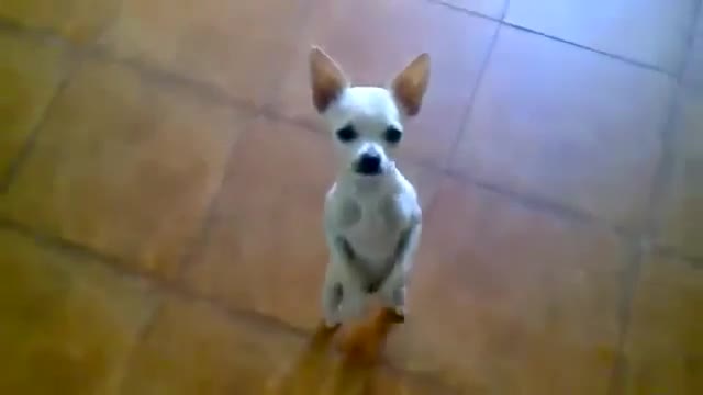 Cutest Chihuahua Ever Does Salsa Dance!