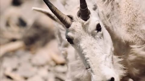 Wildlife