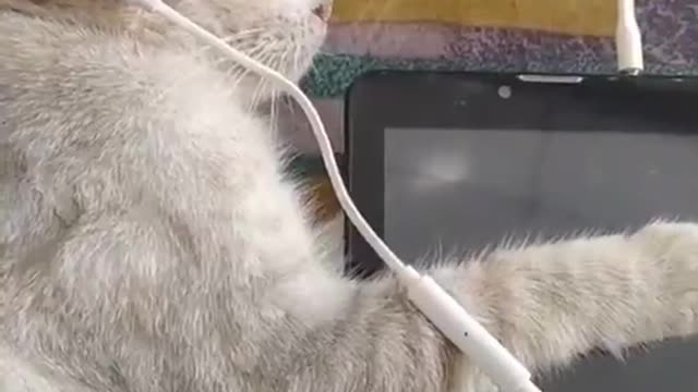 Animal funny videos