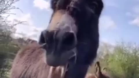 Laughing Donkey