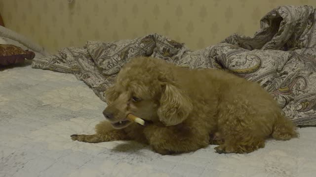 puppy eats a snack