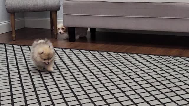 Puppies Playing Super Cute