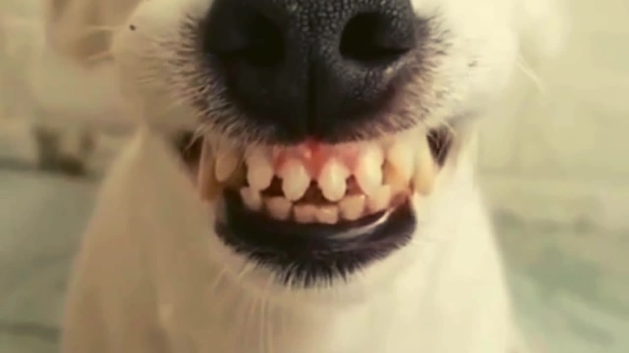 Funny Cute Dog