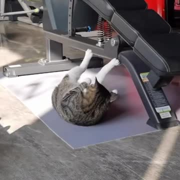 Munchkin cat 😺 Owsam It All About Power🤞❤️