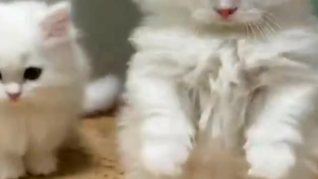 cute kitten video