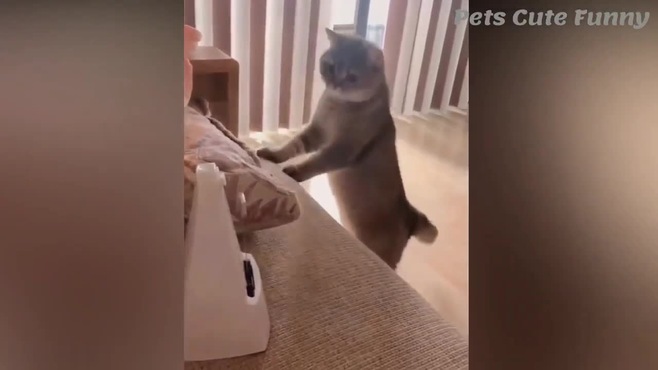 cute cat gets scared at a metronome