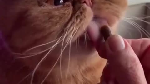 Lick cat (slow)