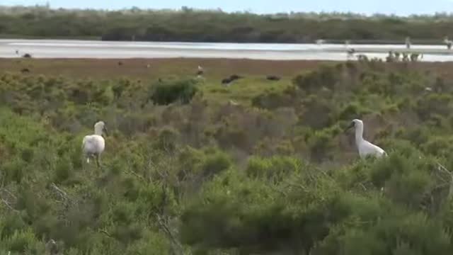 Royal Spoonbill - Mud Islands