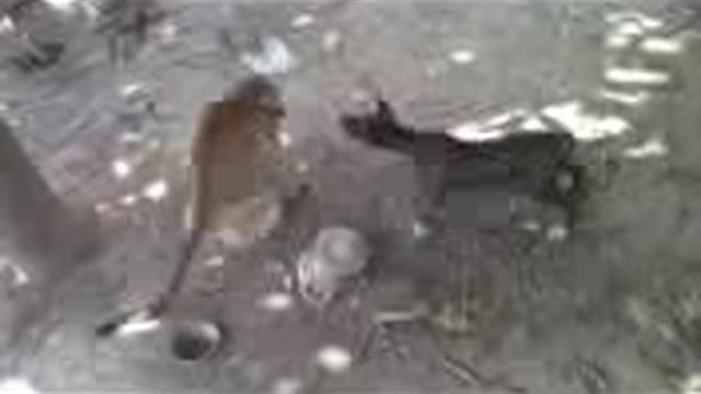 Monkey vs dog real fight | funny dog vs monkey video I funny video ...