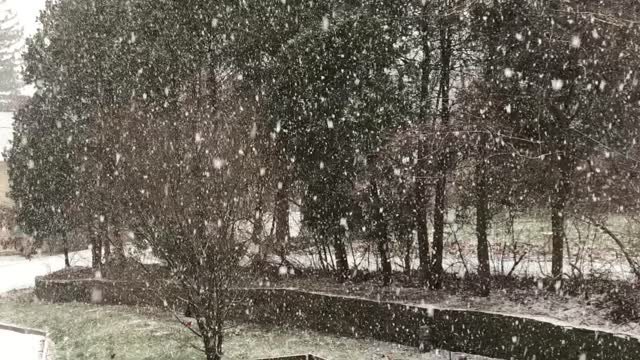 Snow Falling in January