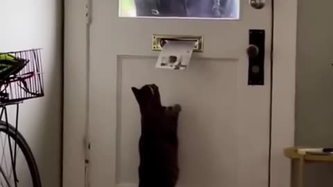 Funniest cats In The World Funny and Fails Pets Video #shorts #74 #cats #funny #animals