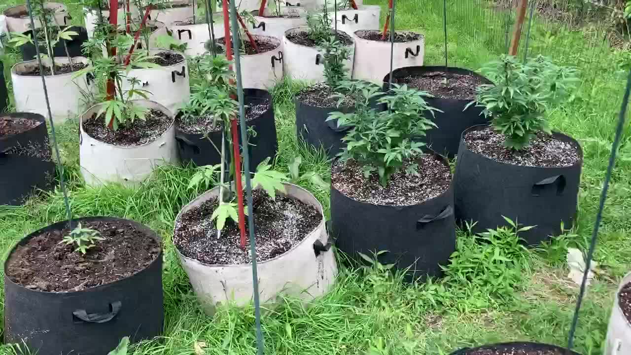 Pure Michigan / middle Derek hunter podcast marijuana garden July 12,2021