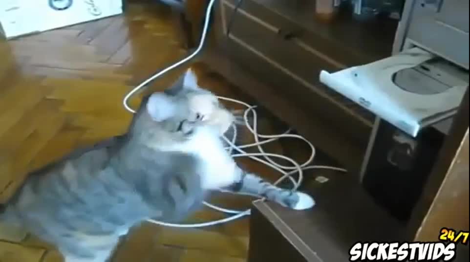 Cat fight DVD player