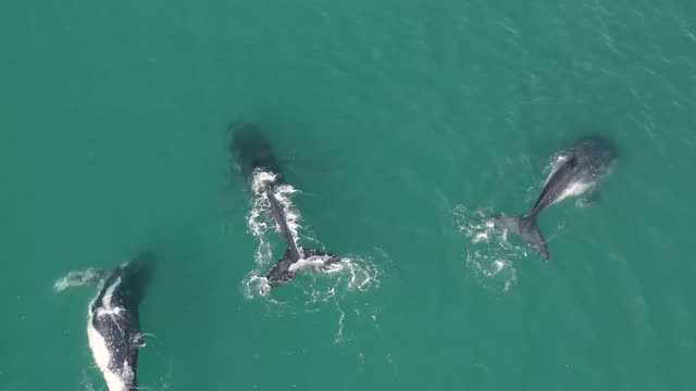 blue whales swimming in sea