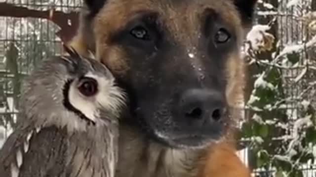 Dog owl friendship