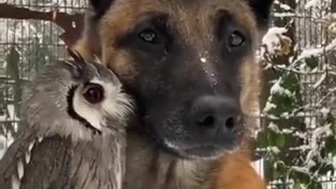 Dog owl friendship