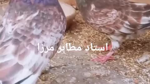 Ambersira breeder pair of Ustad Mutahir Mirza