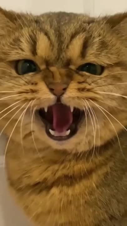 Is This A Fake Cat ? 😂 - “ The Cats Face Though ”😂