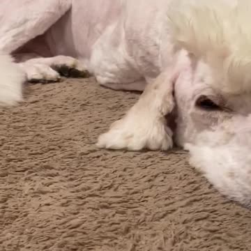 New haircut for giant dog