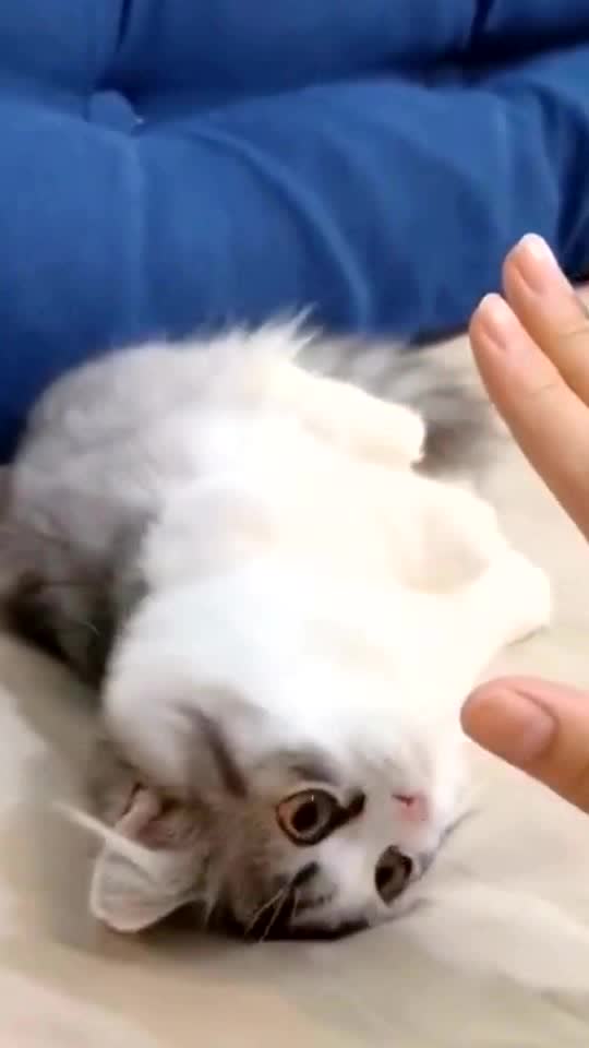 A clingy little cat🥰