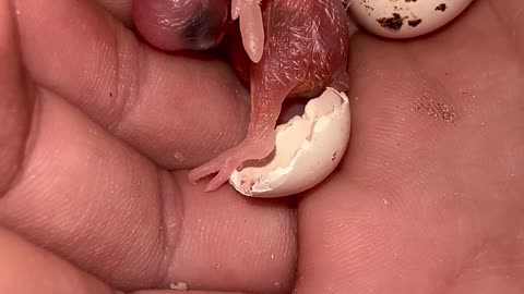 Extremely SMALL baby BIRD | Budgie Chick an hour after hatching | Amazing Nature #bird #birds