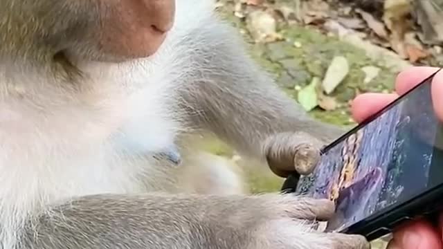 Monkey sees video on mobile