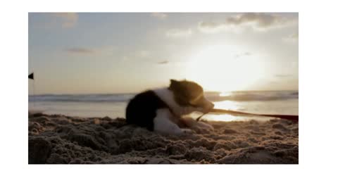 puppy enjoy playing on the beach