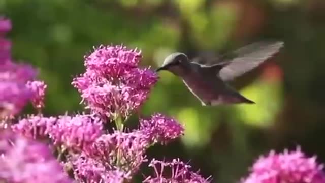 Bird and flower