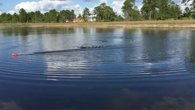 Alligator Gator vs RC chases remote control boat near Florida Everglades.