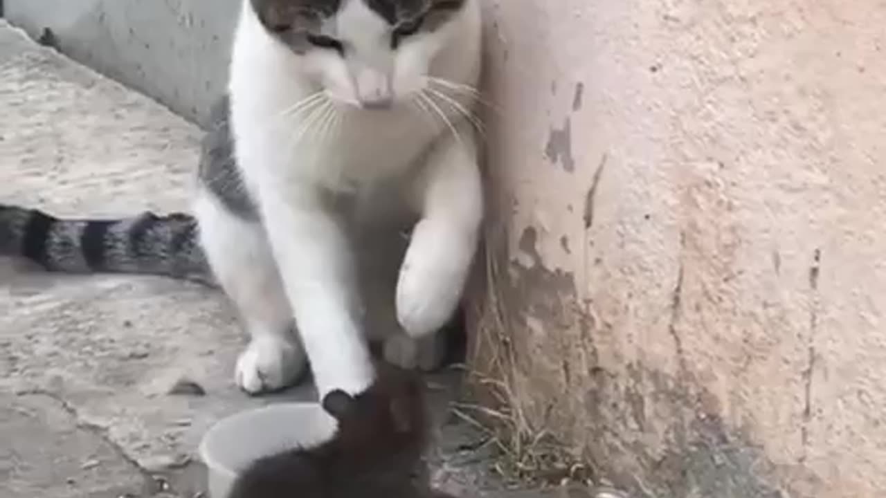 Funny Cat