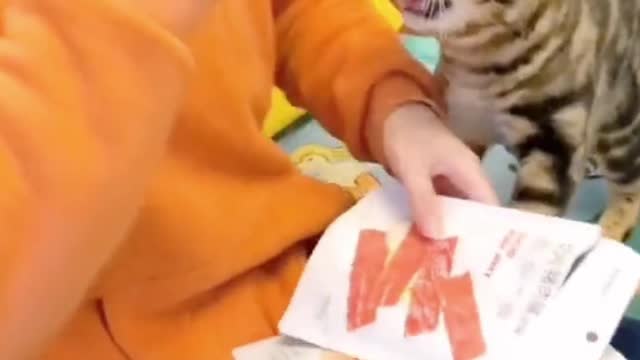 A kitten who steals food