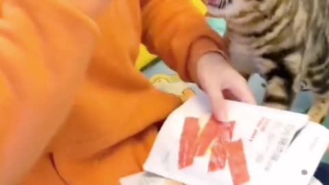 A kitten who steals food