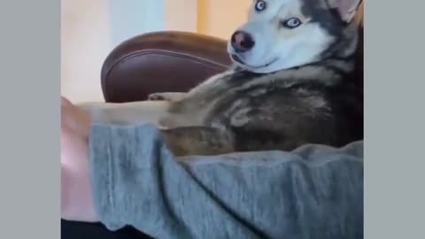 🤣Funny Dog Videos 2021🤣 🐶 It's time to LAUGH with Dog's life..