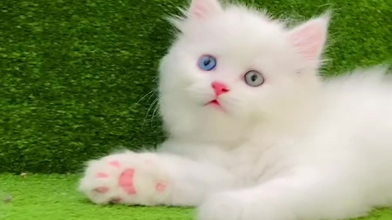 Kitten Cute Cat